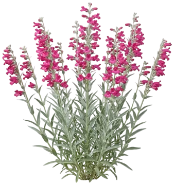 Parry's Penstemon cut-out illustration