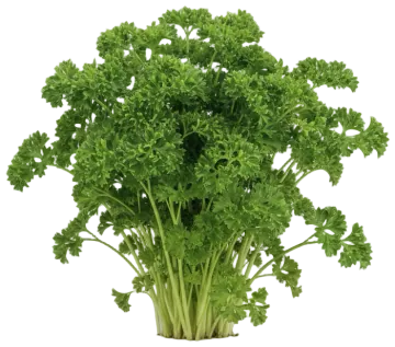 Parsley cut-out illustration