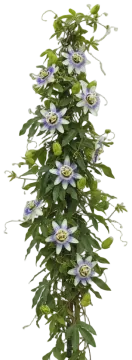 Blue Crown Passionflower cut-out illustration