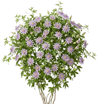 Purple Passionflower cut-out illustration
