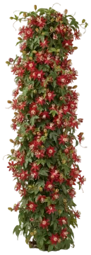 Red Passionflower cut-out illustration
