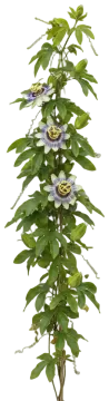 Passionflower cut-out illustration