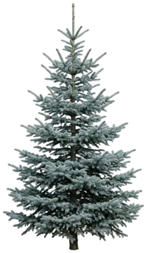 Paul's Select Blue Norway Spruce cut-out illustration
