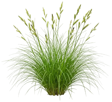 Pennsylvania Sedge cut-out illustration