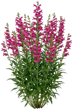 Penstemon cut-out illustration