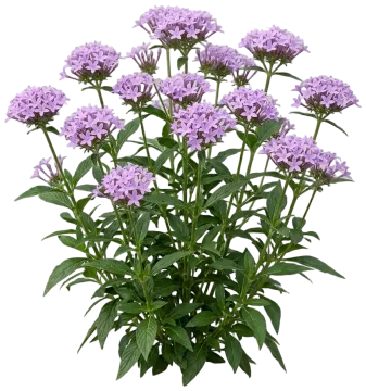 Lavender Pentas cut-out illustration