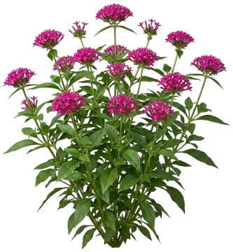 Raspberry Pentas cut-out illustration