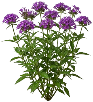 Violet Pentas cut-out illustration
