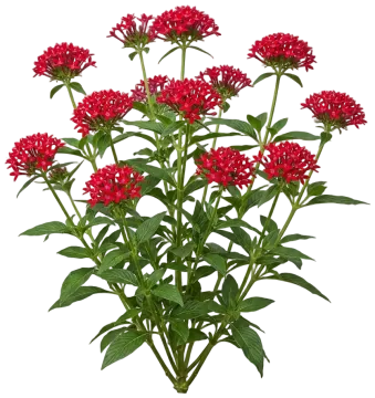 Red Pentas cut-out illustration