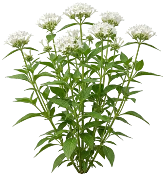 White Pentas cut-out illustration