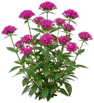 Pentas cut-out illustration