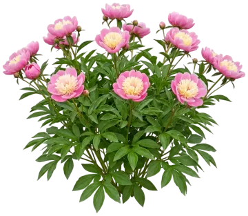 Bowl of Beauty cut-out illustration