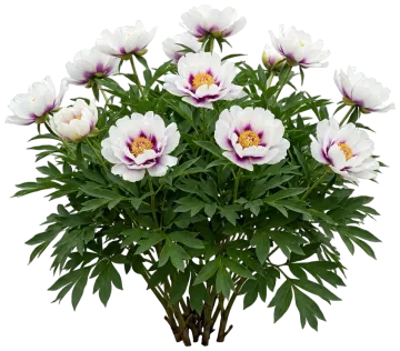 Cora Louise Itoh Peony cut-out illustration