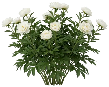 Gardenia cut-out illustration
