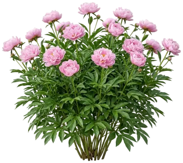 Peony cut-out illustration