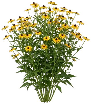 Perennial Black-Eyed Susan cut-out illustration