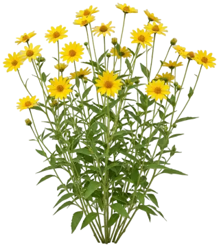 Perennial Sunflower cut-out illustration