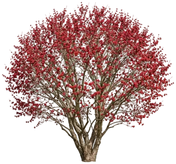 Persian Ironwood cut-out illustration