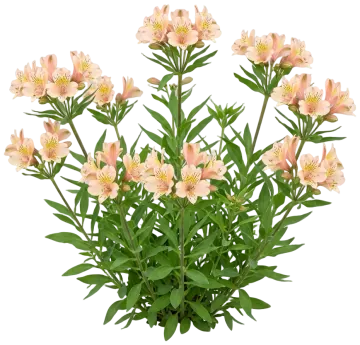Inca Ice Peruvian Lily cut-out illustration