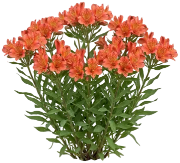 Peruvian Lily cut-out illustration
