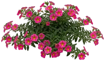 SuperCal Neon Rose Petchoa cut-out illustration