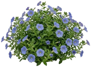 Blue Petunia cut-out illustration