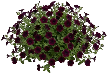 Burgundy Petunia cut-out illustration