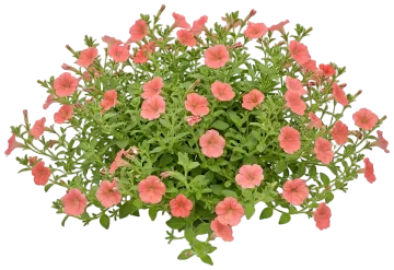 Coral Petunia cut-out illustration