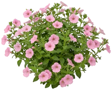 Pink Petunia cut-out illustration