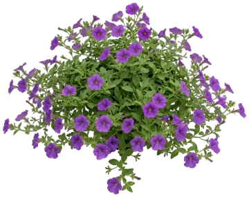 Purple Wave cut-out illustration
