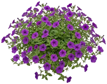 Purple Petunia cut-out illustration
