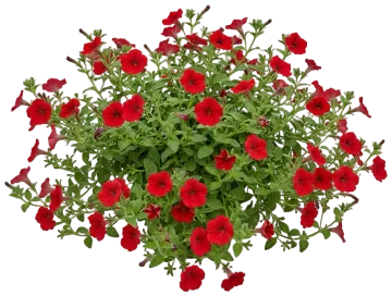 Red Petunia cut-out illustration