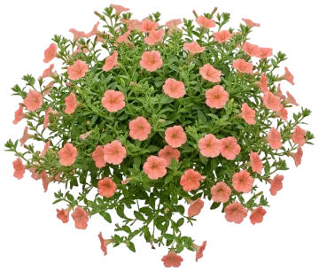 Salmon Petunia cut-out illustration