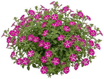 Star Petunia cut-out illustration