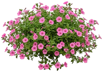 Supertunia Vista Bubblegum cut-out illustration
