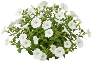White Petunia cut-out illustration