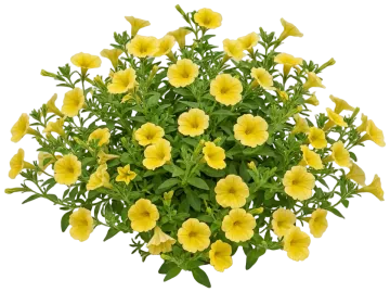 Yellow Petunia cut-out illustration