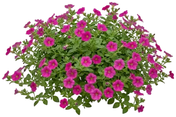 Petunia cut-out illustration
