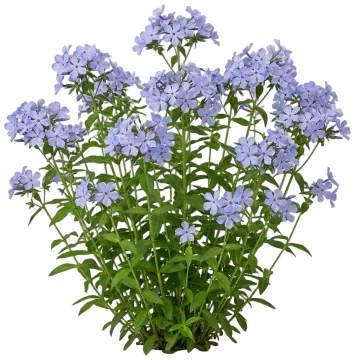 Blue Moon Woodland Phlox cut-out illustration