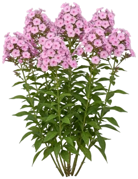 Bubblegum Pink Garden Phlox cut-out illustration