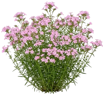 Candy Cloud Pink Phlox cut-out illustration
