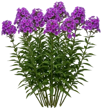 Cloudburst Phlox cut-out illustration