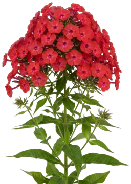 Coral Flame cut-out illustration
