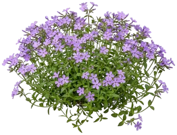 Creeping Woodland Phlox cut-out illustration