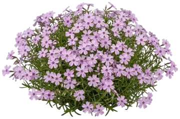 Eye Candy Moss Phlox cut-out illustration
