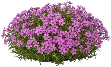 Eye Shadow Moss Phlox cut-out illustration