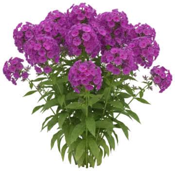 Purple Phlox cut-out illustration