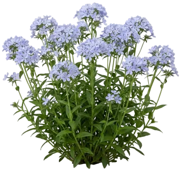 Woodland Phlox cut-out illustration