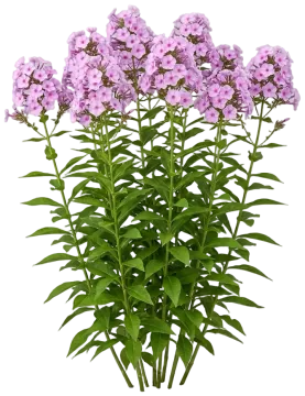 Garden Phlox cut-out illustration