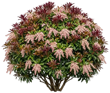 Katsura Pieris cut-out illustration